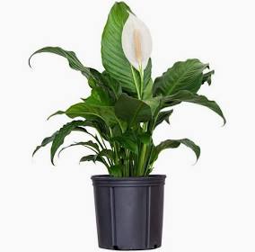 Peace Lily