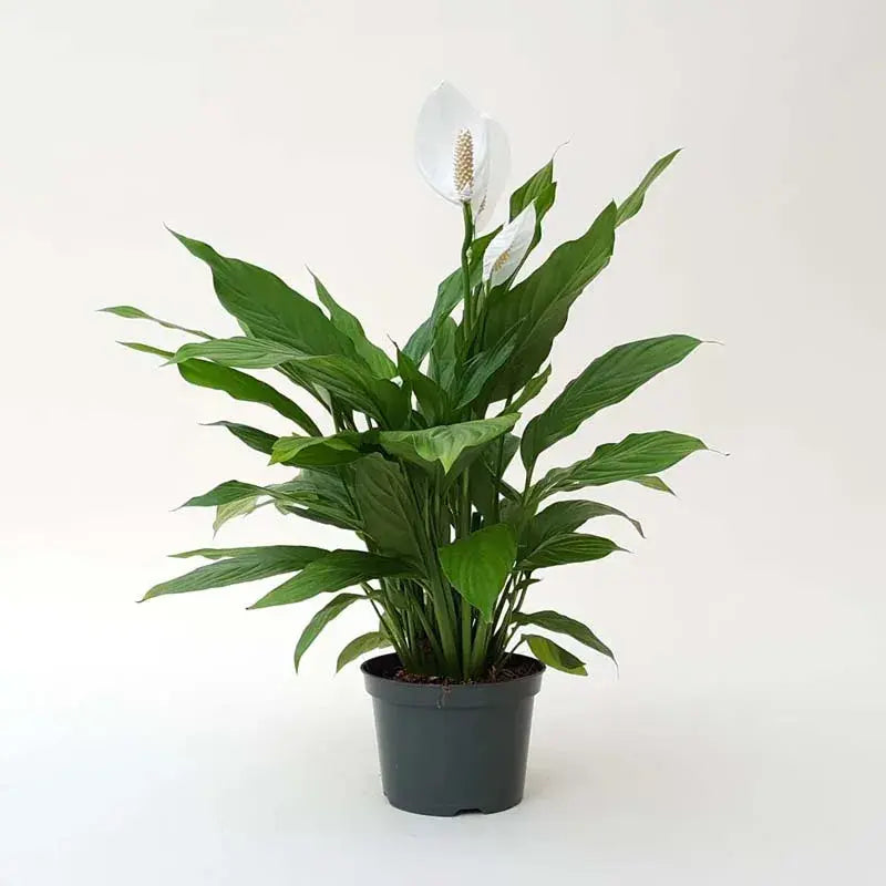 Peace Lily