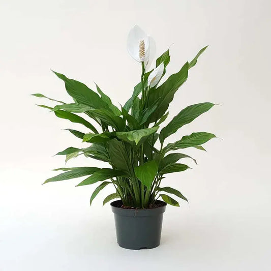 Peace Lily